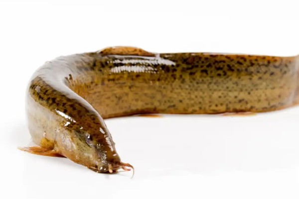 细头鳅是什么鱼？