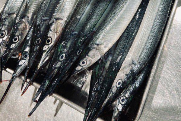 针鱼是什么鱼？