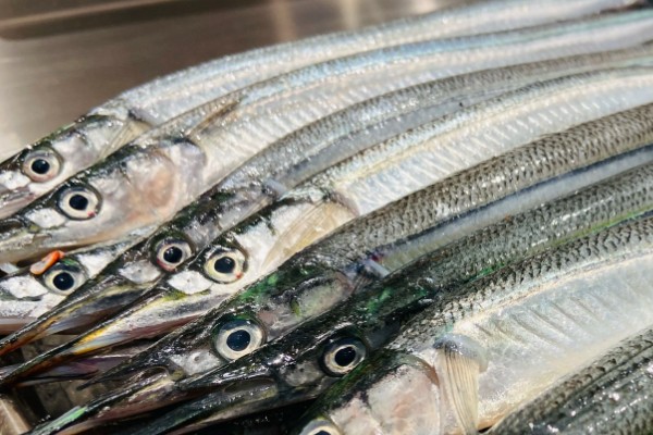 针鱼是什么鱼？