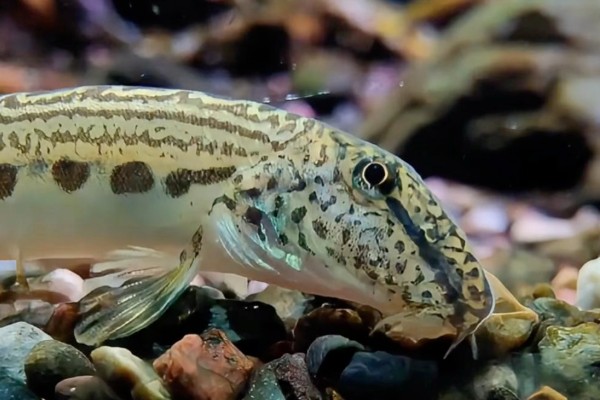 乌江副鳅是什么鱼？