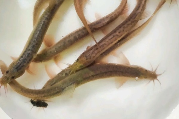 乌江副鳅是什么鱼？