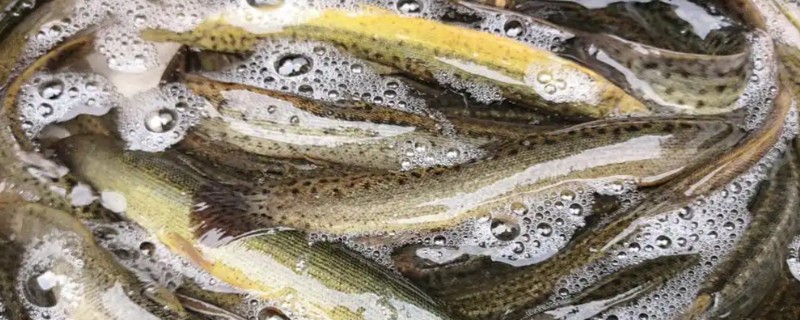 乌江副鳅是什么鱼？