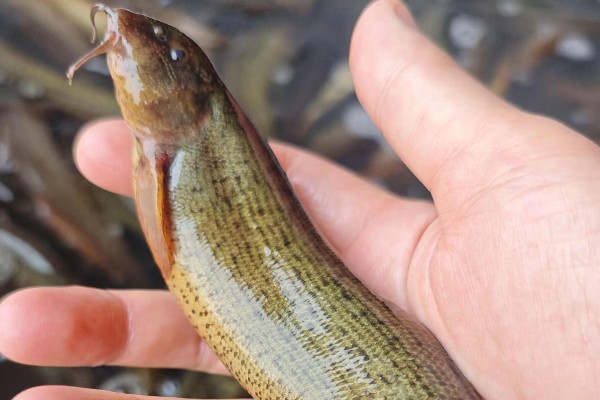 乌江副鳅是什么鱼？