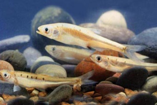 条纹裸（鱼丹）是什么鱼？