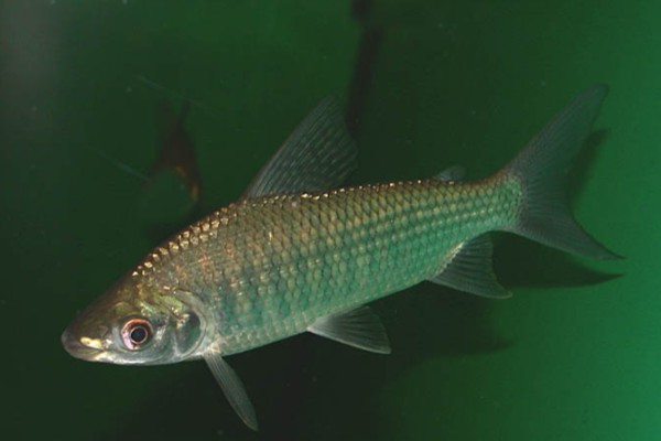 条纹裸（鱼丹）是什么鱼？