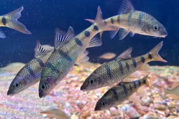 条纹裸（鱼丹）是什么鱼？