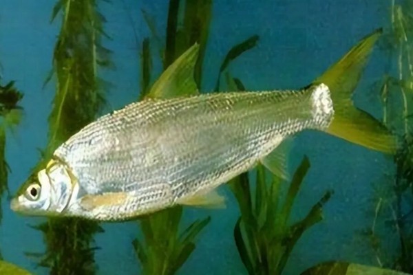  四川鲴是什么鱼？