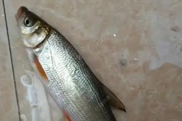  四川鲴是什么鱼？