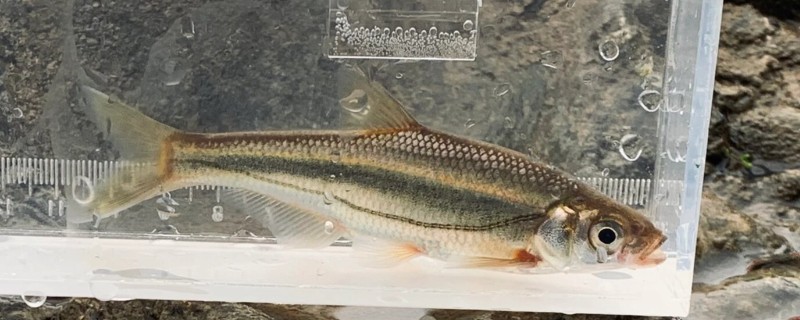  四川鲴是什么鱼？