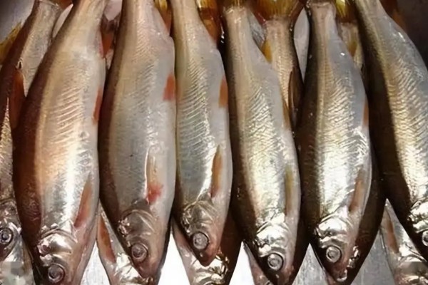  四川鲴是什么鱼？