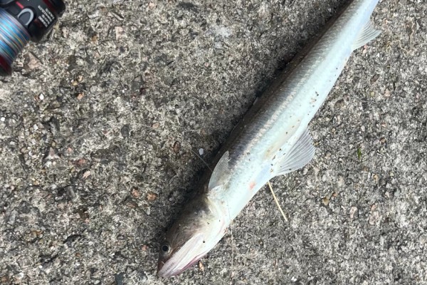 蛇鲻是什么鱼？