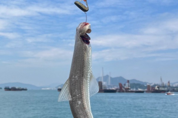 蛇鲻是什么鱼？