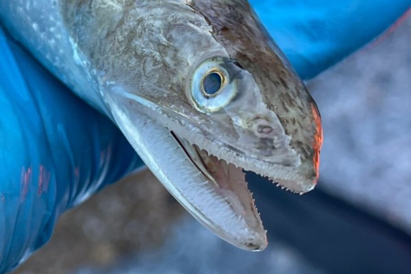 蛇鲻是什么鱼？