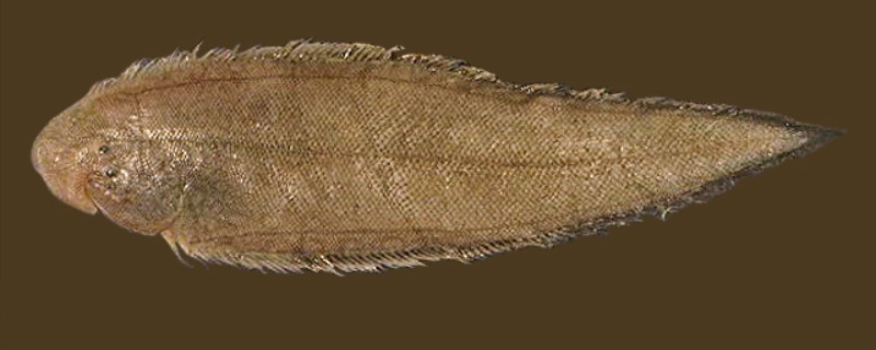 三线舌鳎是什么鱼？