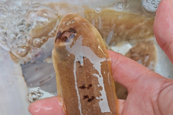 三线舌鳎是什么鱼？