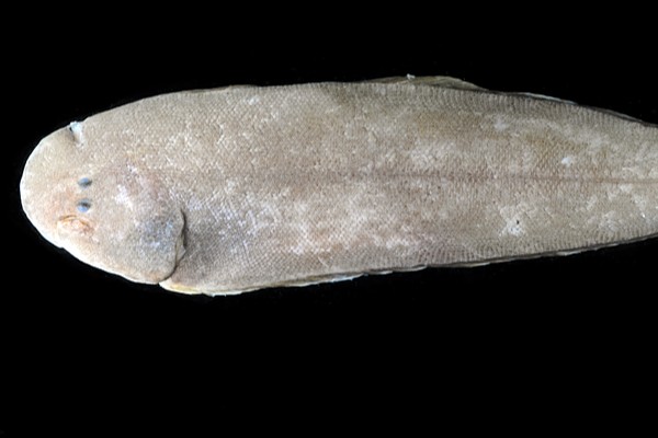 三线舌鳎是什么鱼？