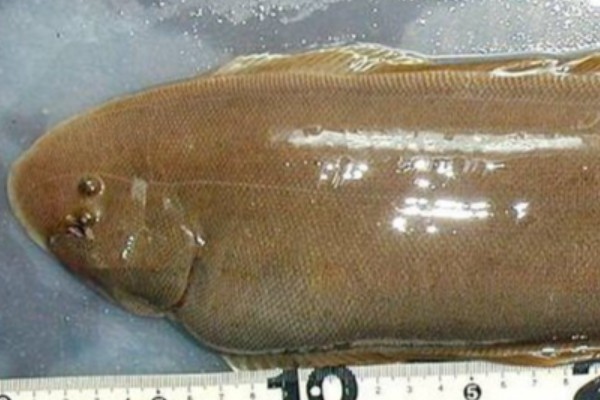 三线舌鳎是什么鱼？