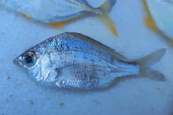 长棘银鲈是什么鱼？