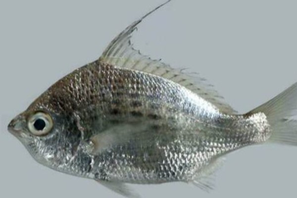长棘银鲈是什么鱼？