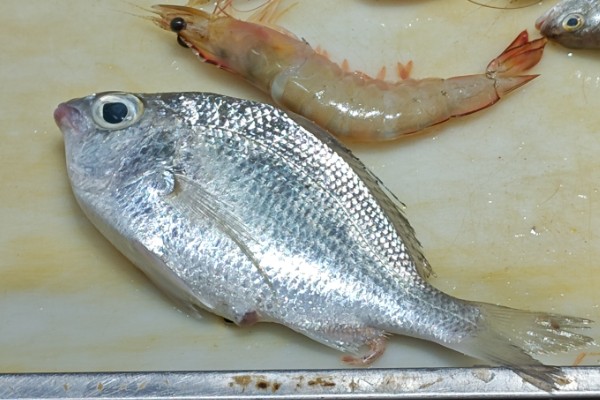 长棘银鲈是什么鱼？