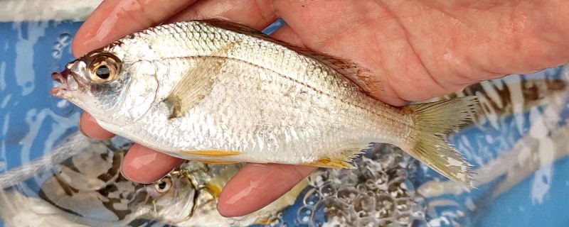 长棘银鲈是什么鱼？