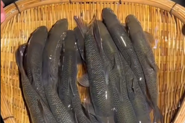 云南鲴是什么鱼？