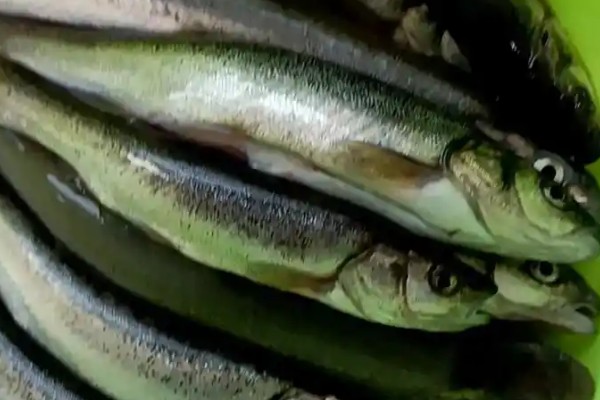 云南鲴是什么鱼？