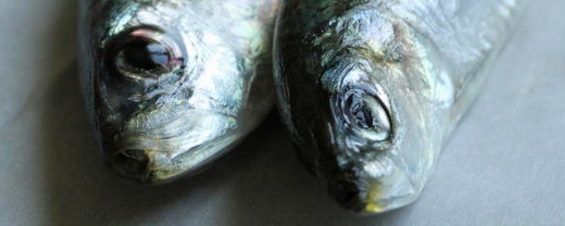 云南鲴是什么鱼？