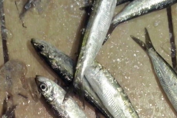 云南鲴是什么鱼？