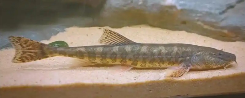 似鲇高原鳅是什么鱼？