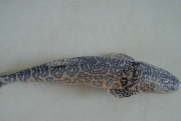 似鲇高原鳅是什么鱼？