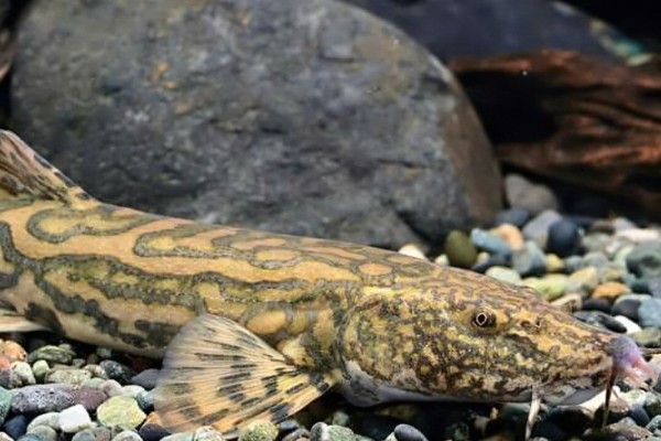 似鲇高原鳅是什么鱼？