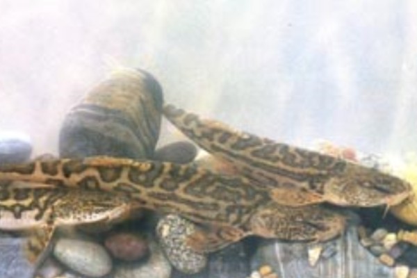 似鲇高原鳅是什么鱼？