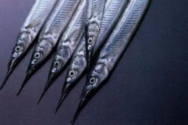 日本鱵是什么鱼？