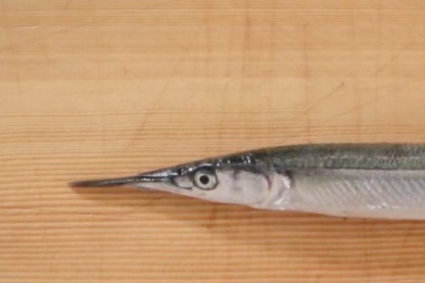 日本鱵是什么鱼？