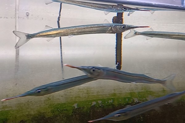 日本鱵是什么鱼？