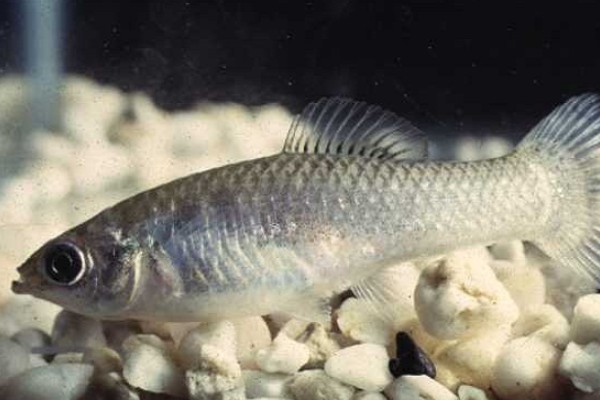 乔氏食蚊鱼是什么鱼？