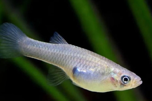 乔氏食蚊鱼是什么鱼？