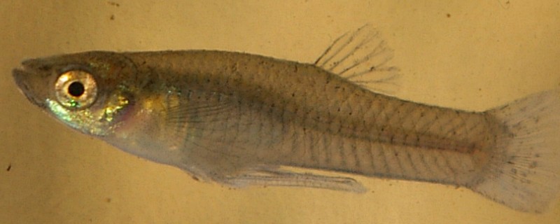 乔氏食蚊鱼是什么鱼？