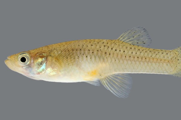 乔氏食蚊鱼是什么鱼？