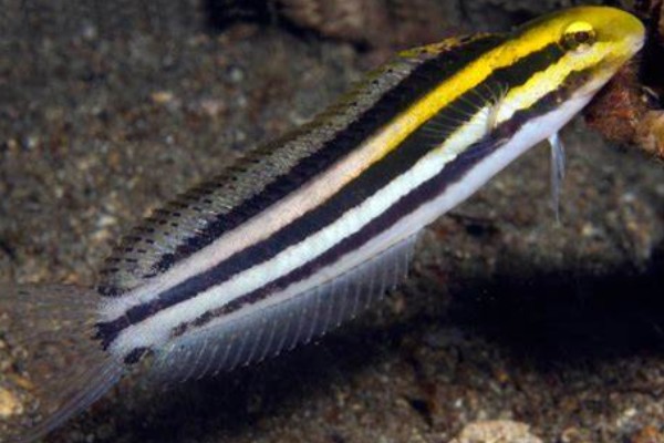 短头跳岩鳚是什么鱼？