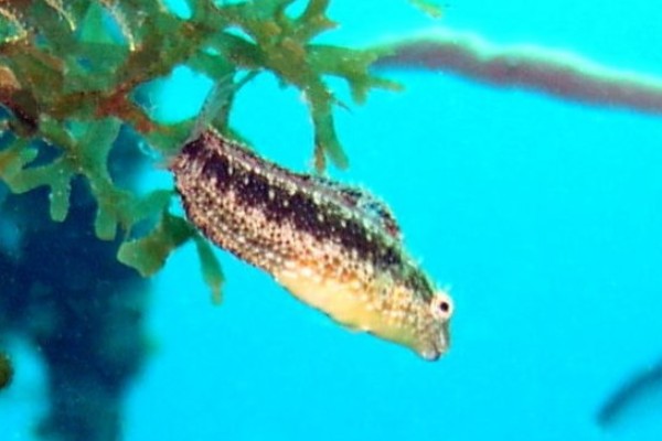 短头跳岩鳚是什么鱼？