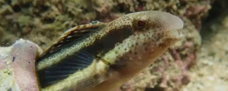 短头跳岩鳚是什么鱼？