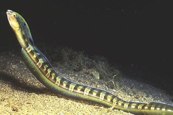 短头跳岩鳚是什么鱼？