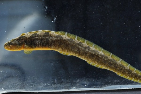 浙江原缨口鳅是什么鱼？