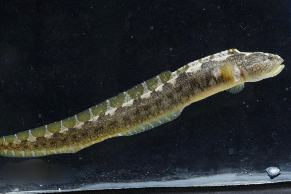 浙江原缨口鳅是什么鱼？