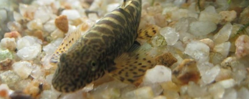 浙江原缨口鳅是什么鱼？