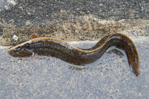 浙江原缨口鳅是什么鱼？