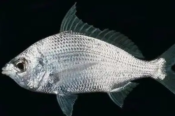 长吻钻嘴鱼是什么鱼？
