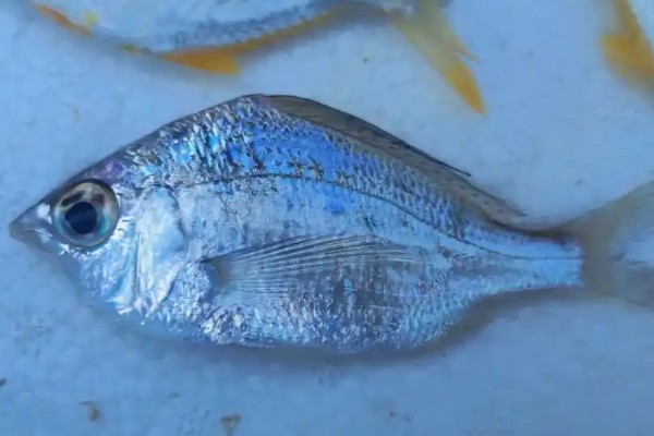 长吻钻嘴鱼是什么鱼？